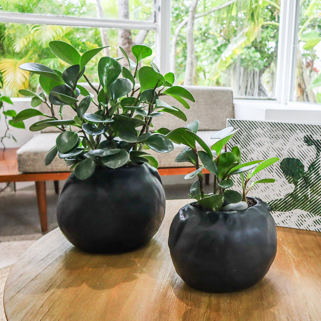 Ceramic Petale Vase Black - Peperomia