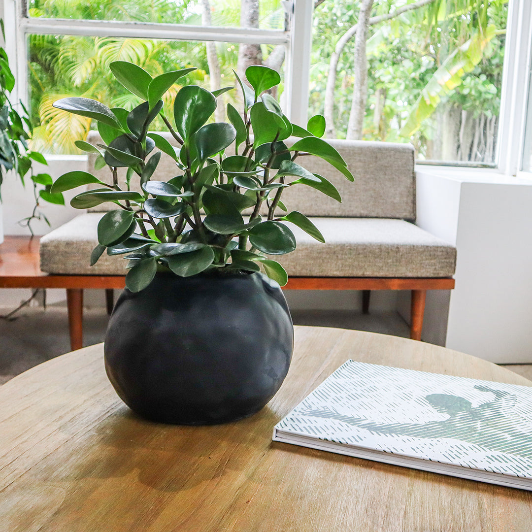 Ceramic Petale Vase Black - Peperomia
