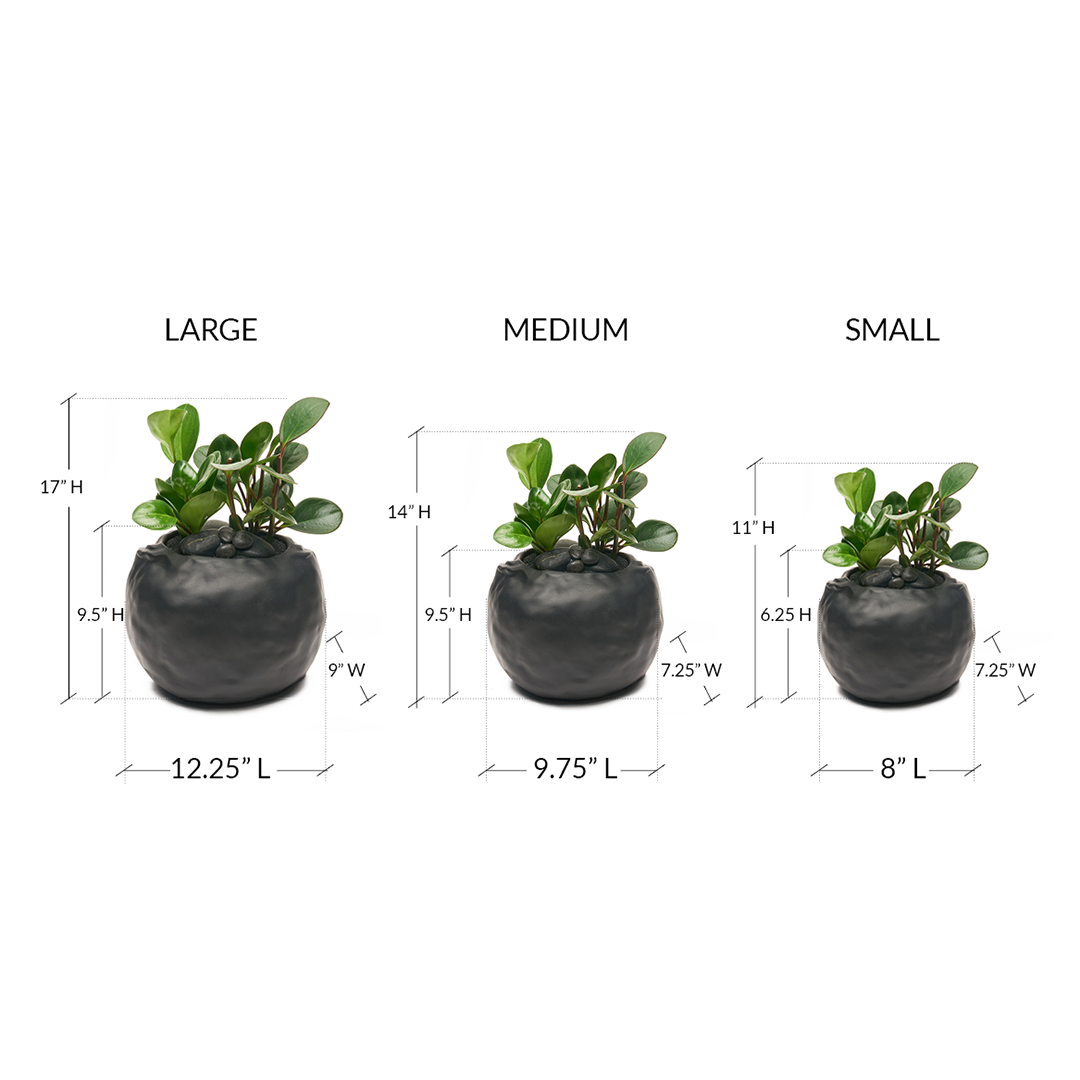 Ceramic Petale Vase Black - Peperomia