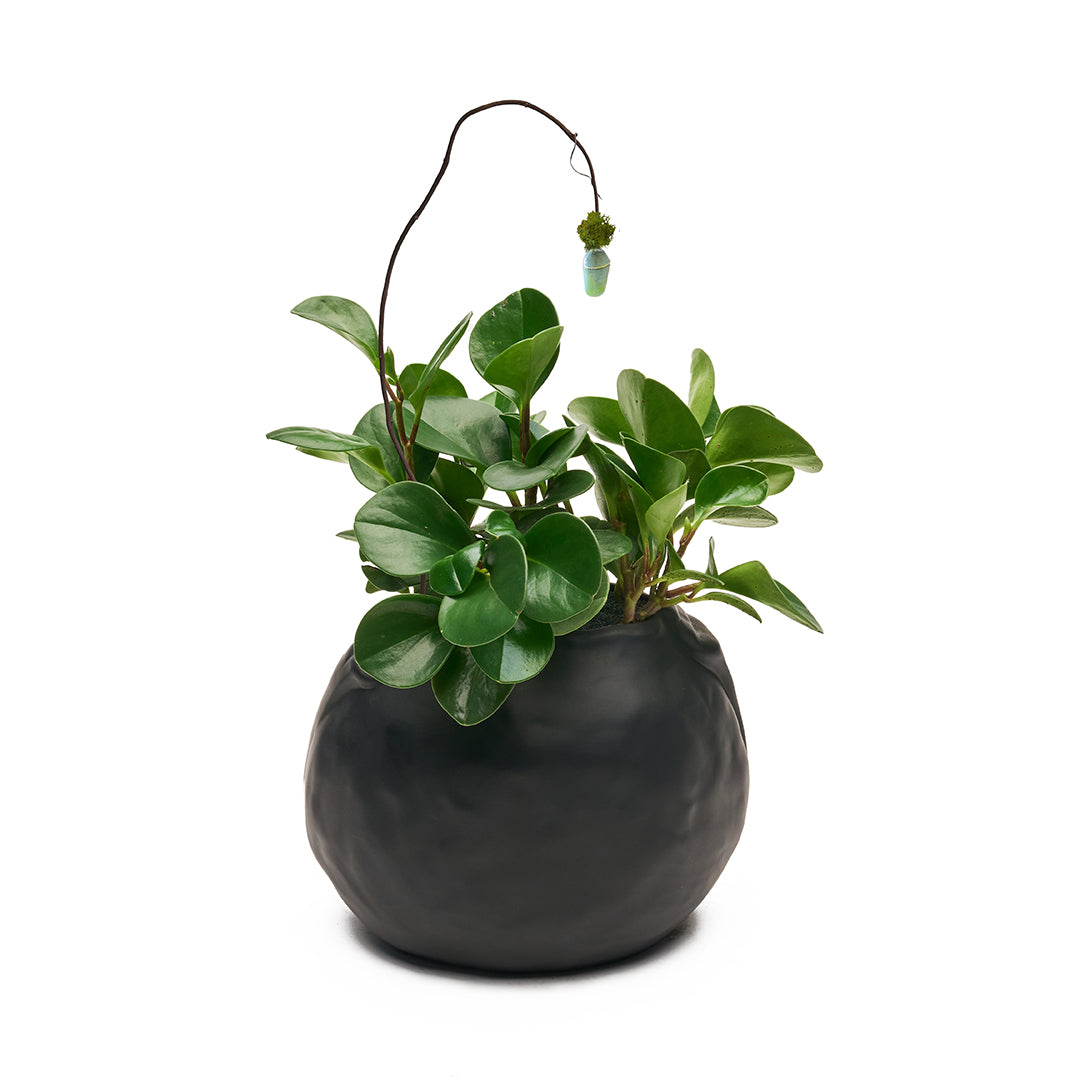 Ceramic Petale Vase Black - Peperomia with Cocoon
