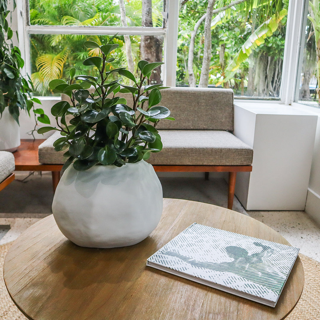 Ceramic Petale Vase White - Peperomia