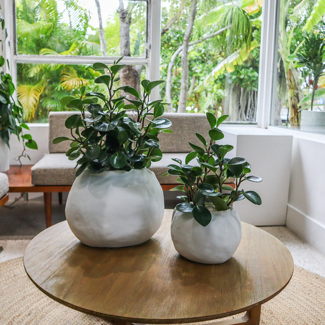 Ceramic Petale Vase White - Peperomia