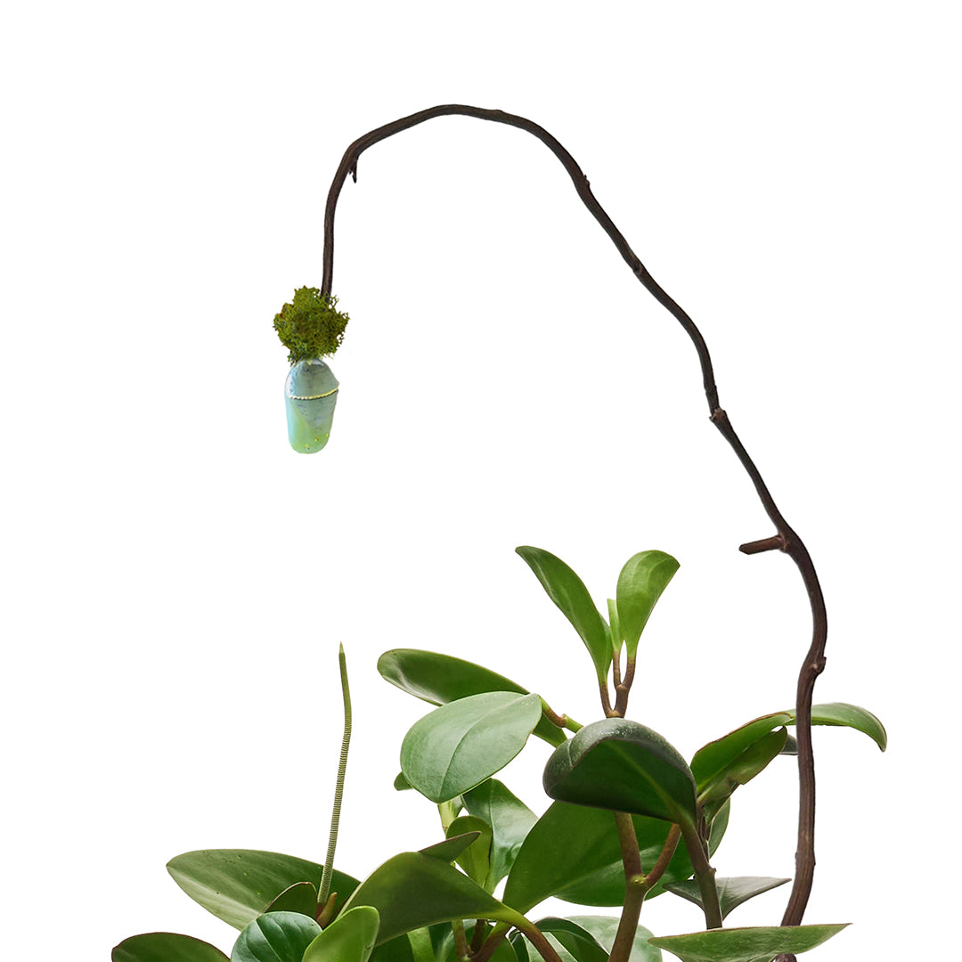 Ceramic Petale Vase White - Peperomia with Cocoon