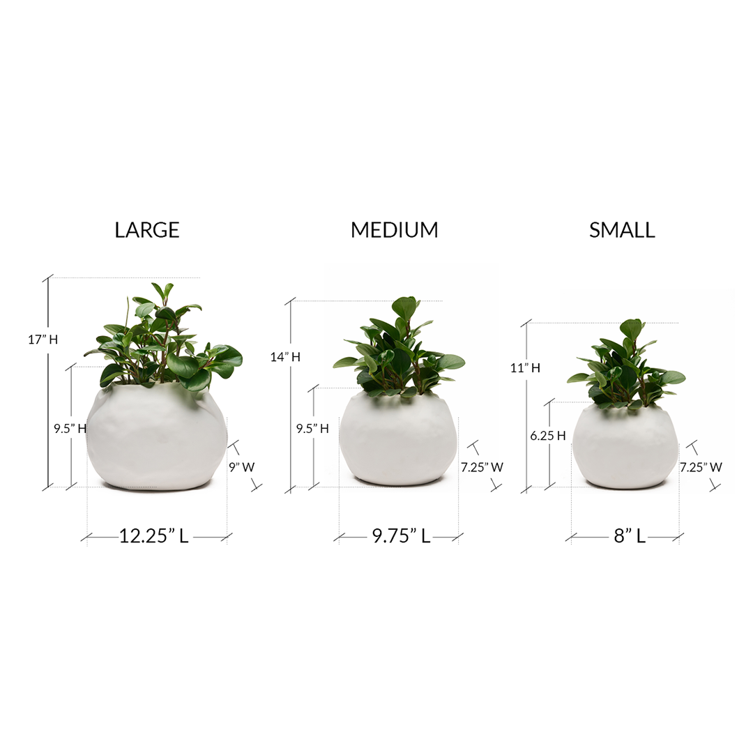 Ceramic Petale Vase White - Peperomia