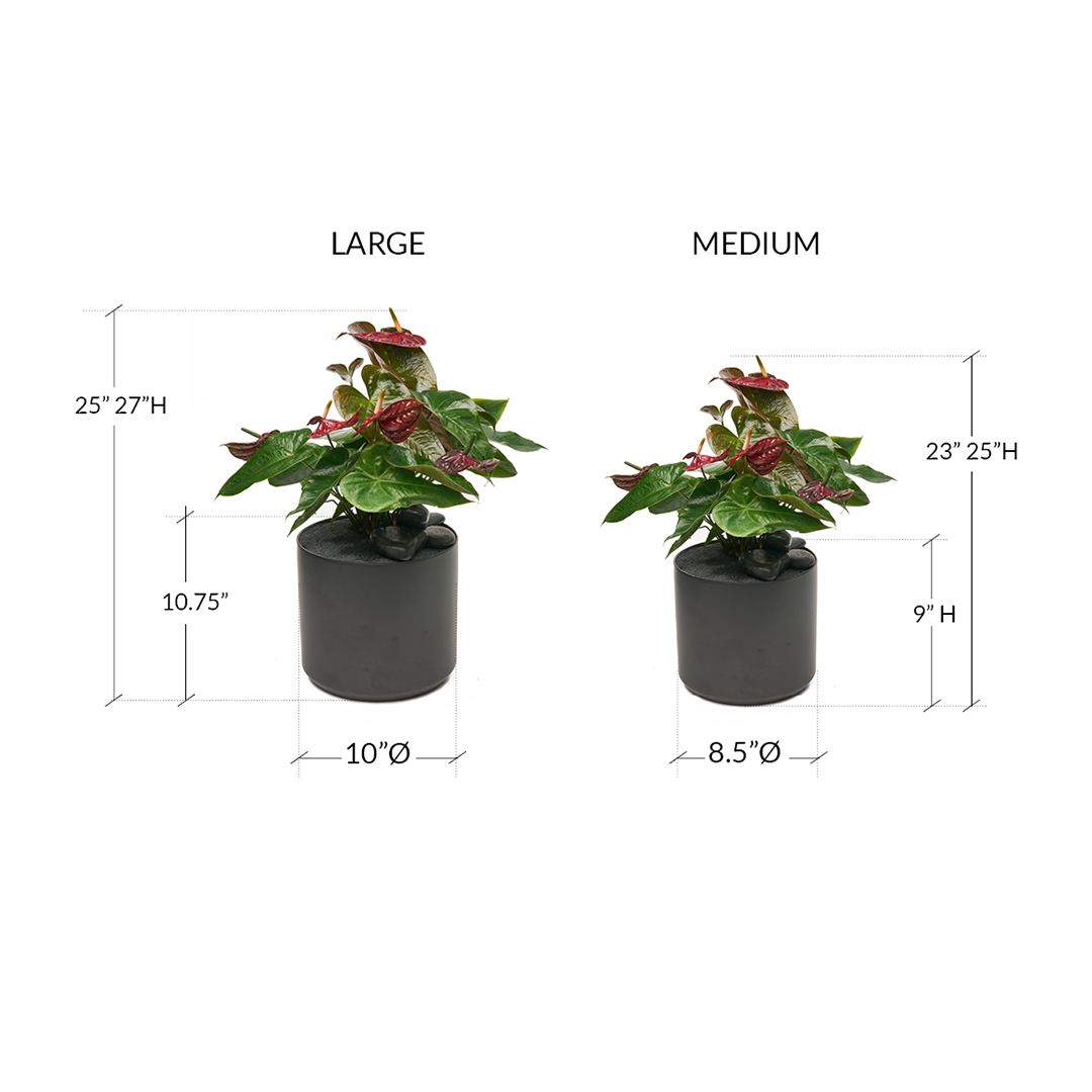 Ceramic Round Black - Anthurium Foxy-Queen