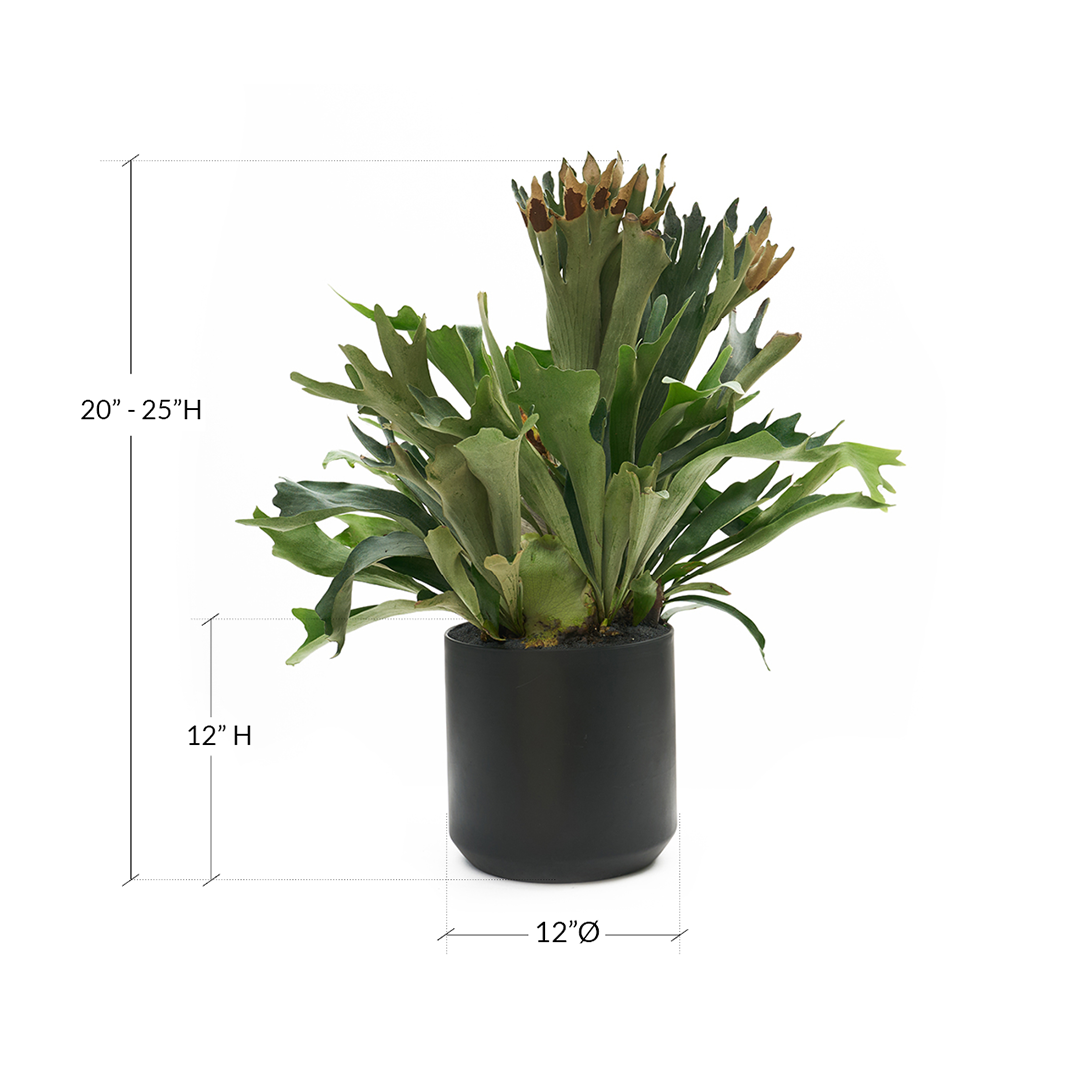 Ceramic Round Black Extra Large - Staghorn Fern