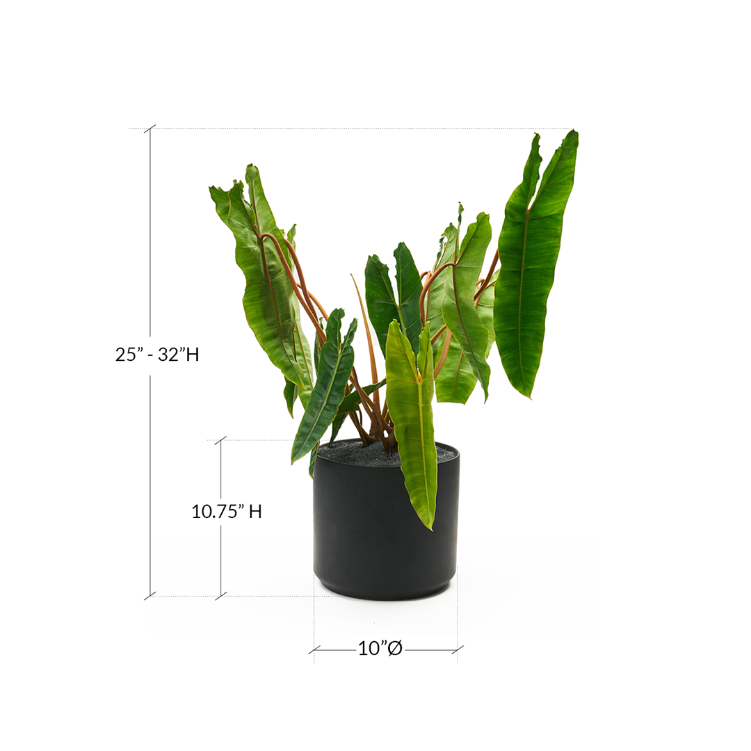 Ceramic Round Black Large - Philodendron Billietiae