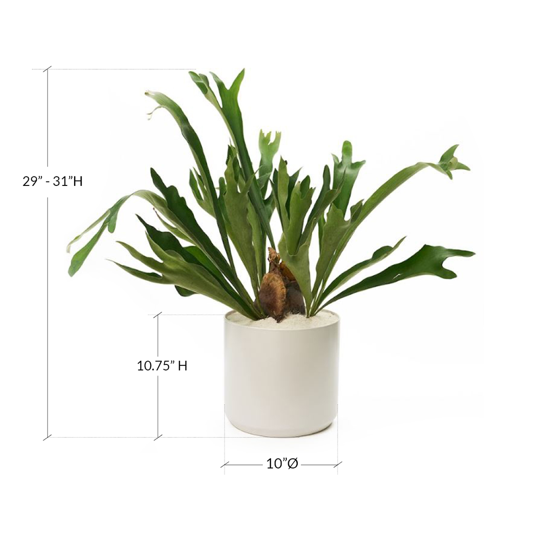 Ceramic Round White Large - Staghorn Fern