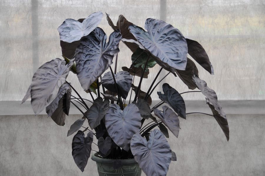 Colocasia Black Coral 10"