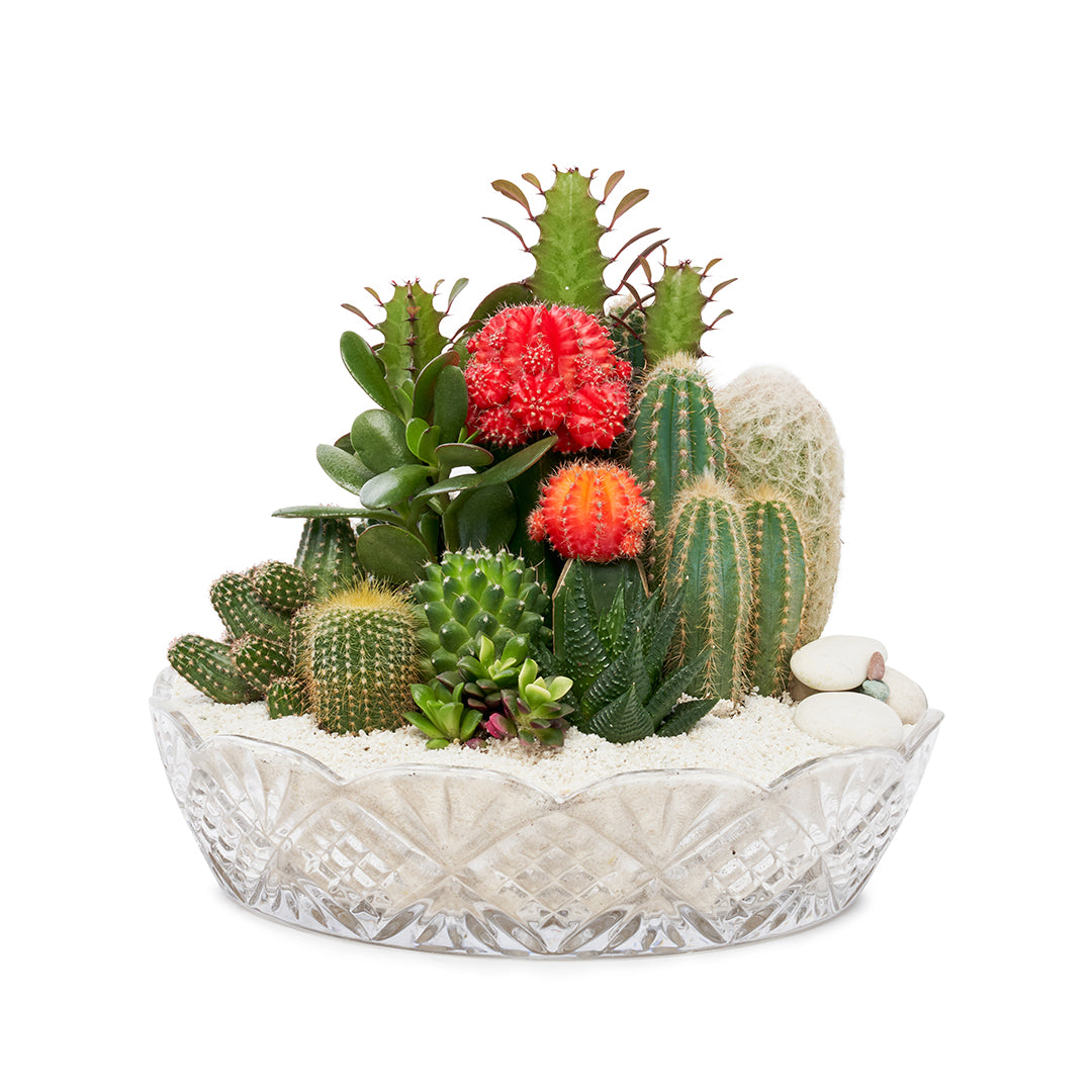 Vintage Clear Glass White - Rainbow Garden (One-of-a-Kind)