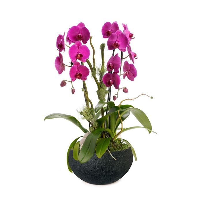 Fibercement Low Bowl Black with 3 Orchids Plant The Future