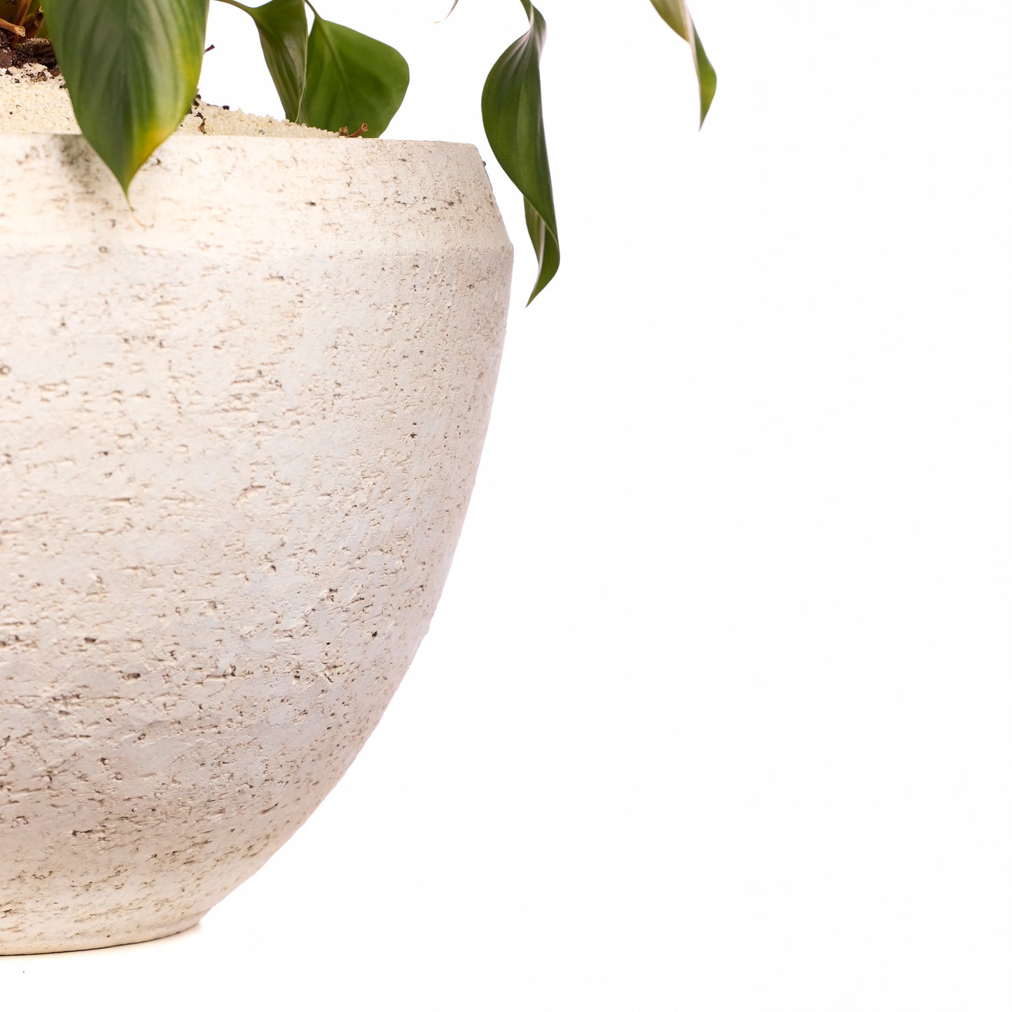 Fibercement Low Bowl White w/Foliage PLANT THE FUTURE