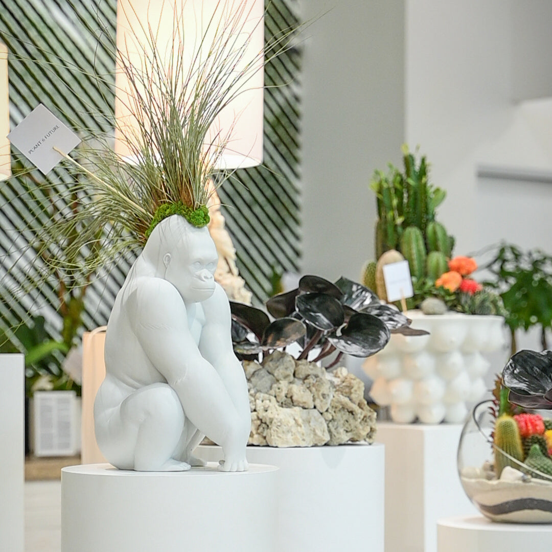 Lladró Porcelain - White Gorilla