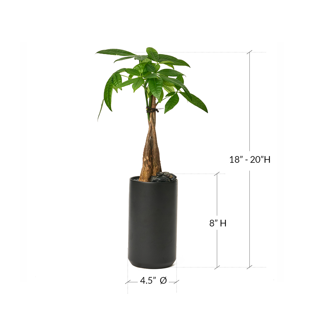 Germany Black Mini Tall - Money Tree