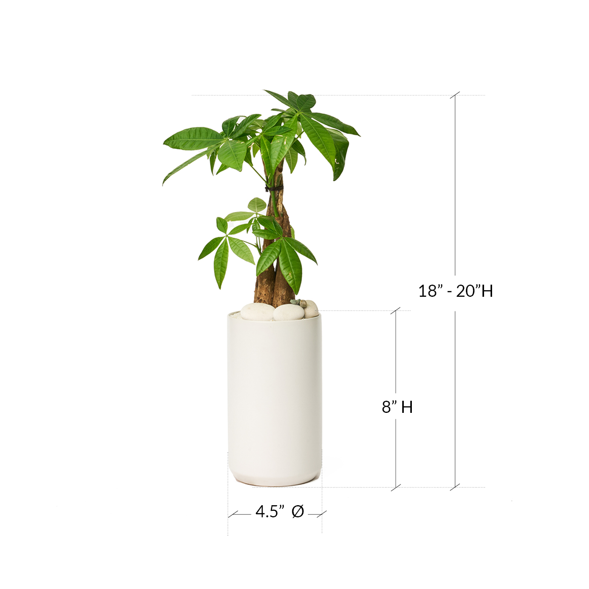 Germany White Mini Tall - Money Tree