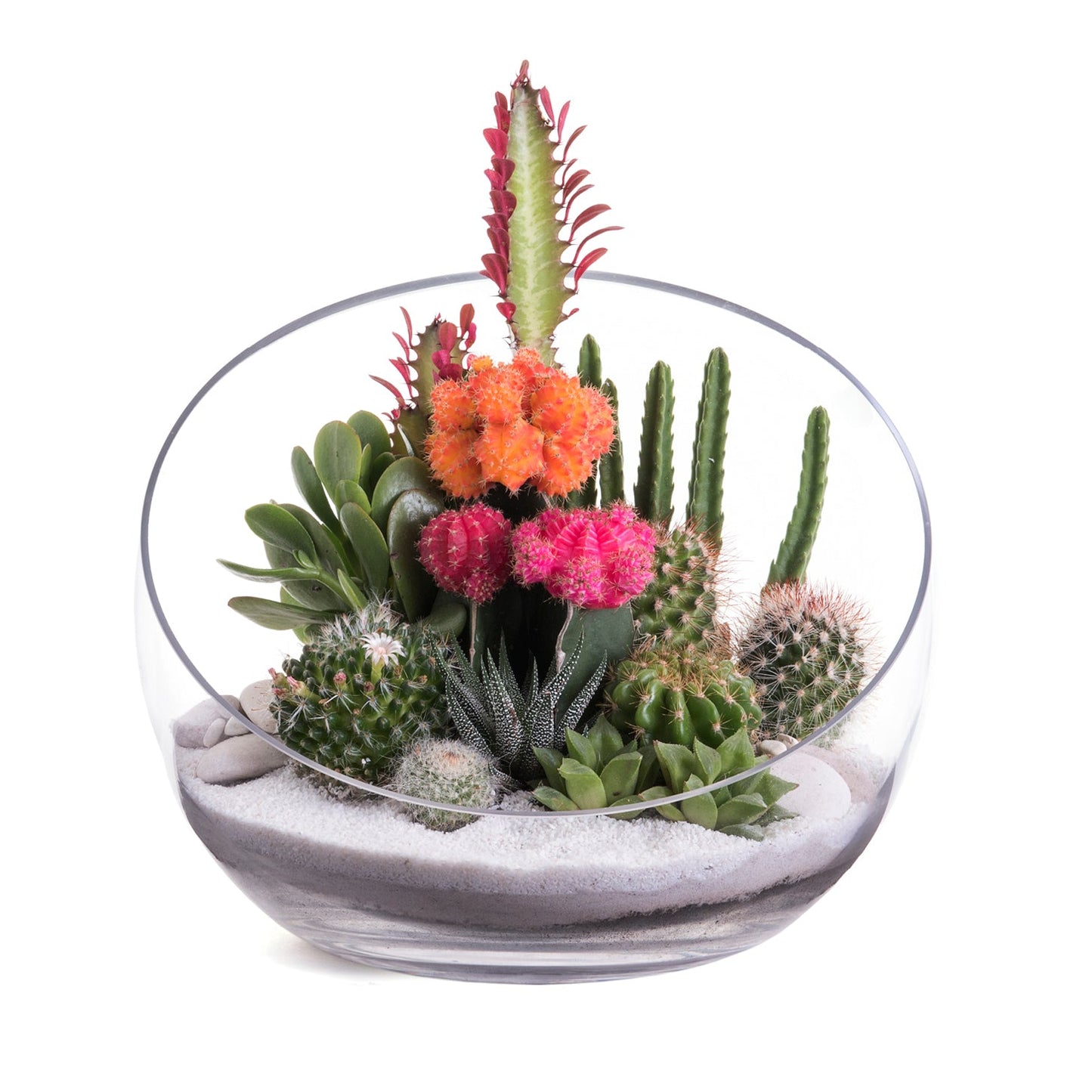 Half Moon Glass Terrarium - White Plant the Future