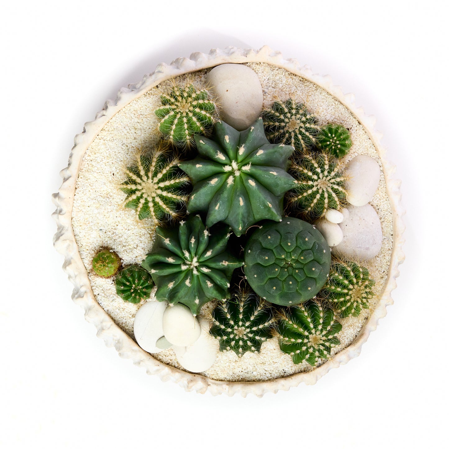 Handmade Ceramic - Chu Collection - Cacti/Succulent Garden Plant The Future