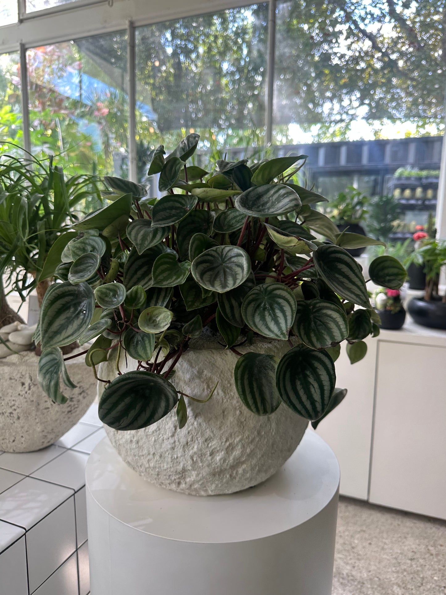 Fibercement Low Bowl white w/Foliage PLANT THE FUTURE