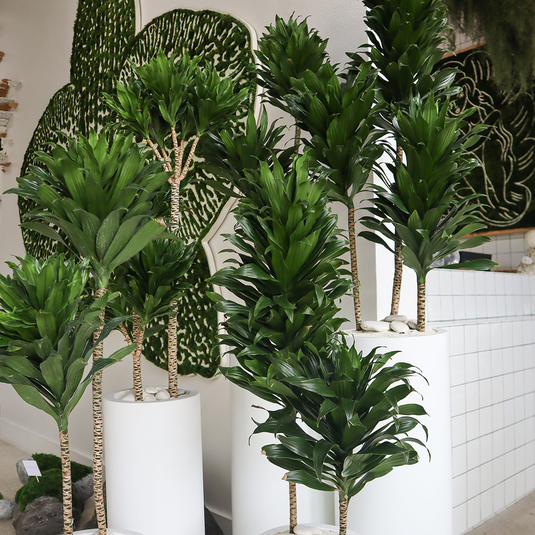 Milano Tube White – Janet Craig (Set of 2) Plant the Future