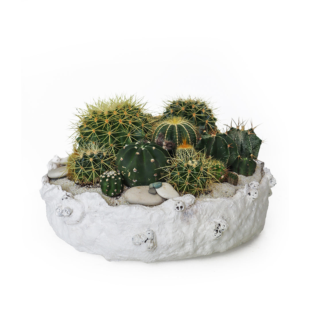 Julieta Teppa - One of a Kind White No.1 Cactus 15"
