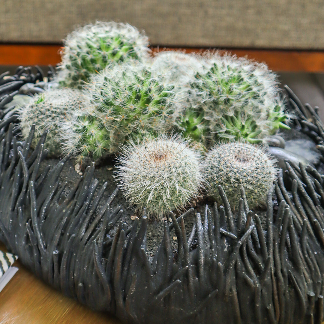 Ceramic Nest Black Cactus Low Garden