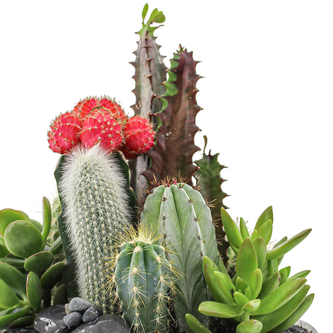 Vintage Clear Glass Black - Rainbow Garden (One-of-a-Kind) Plant the Future