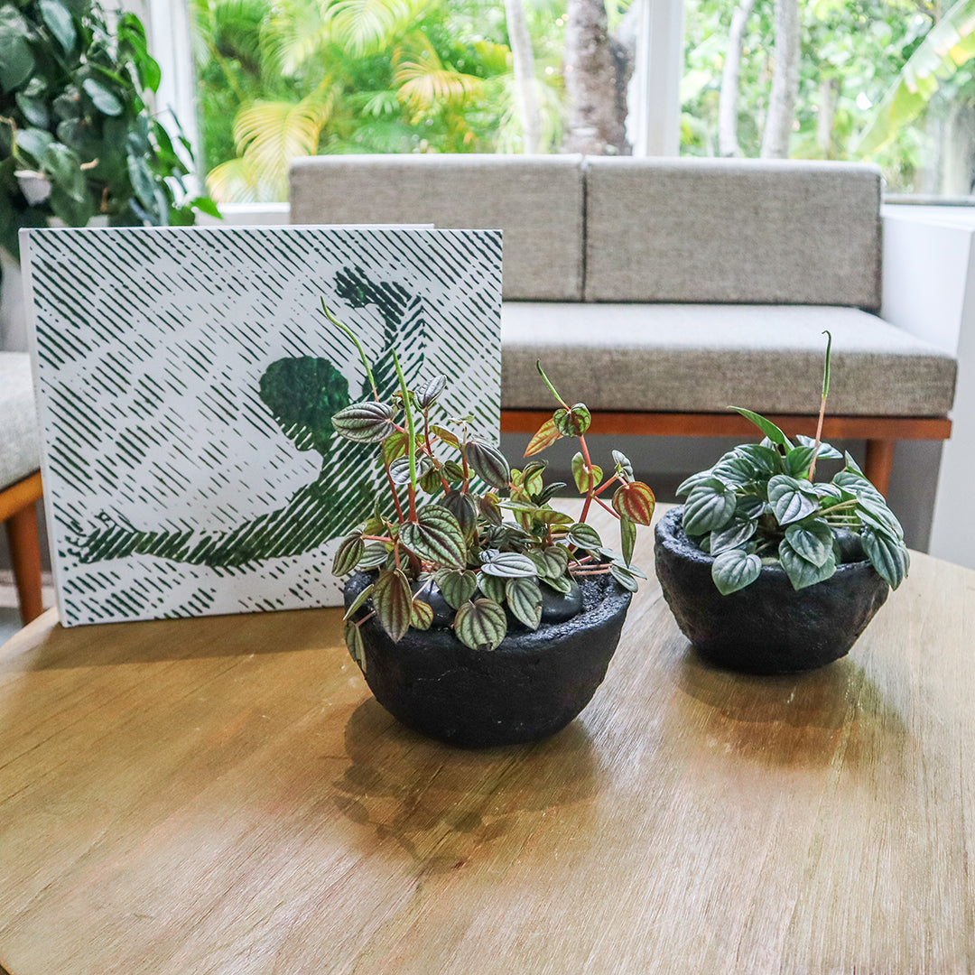 Julieta Teppa - One of a Kind Black No.2 Peperomia Little Toscani