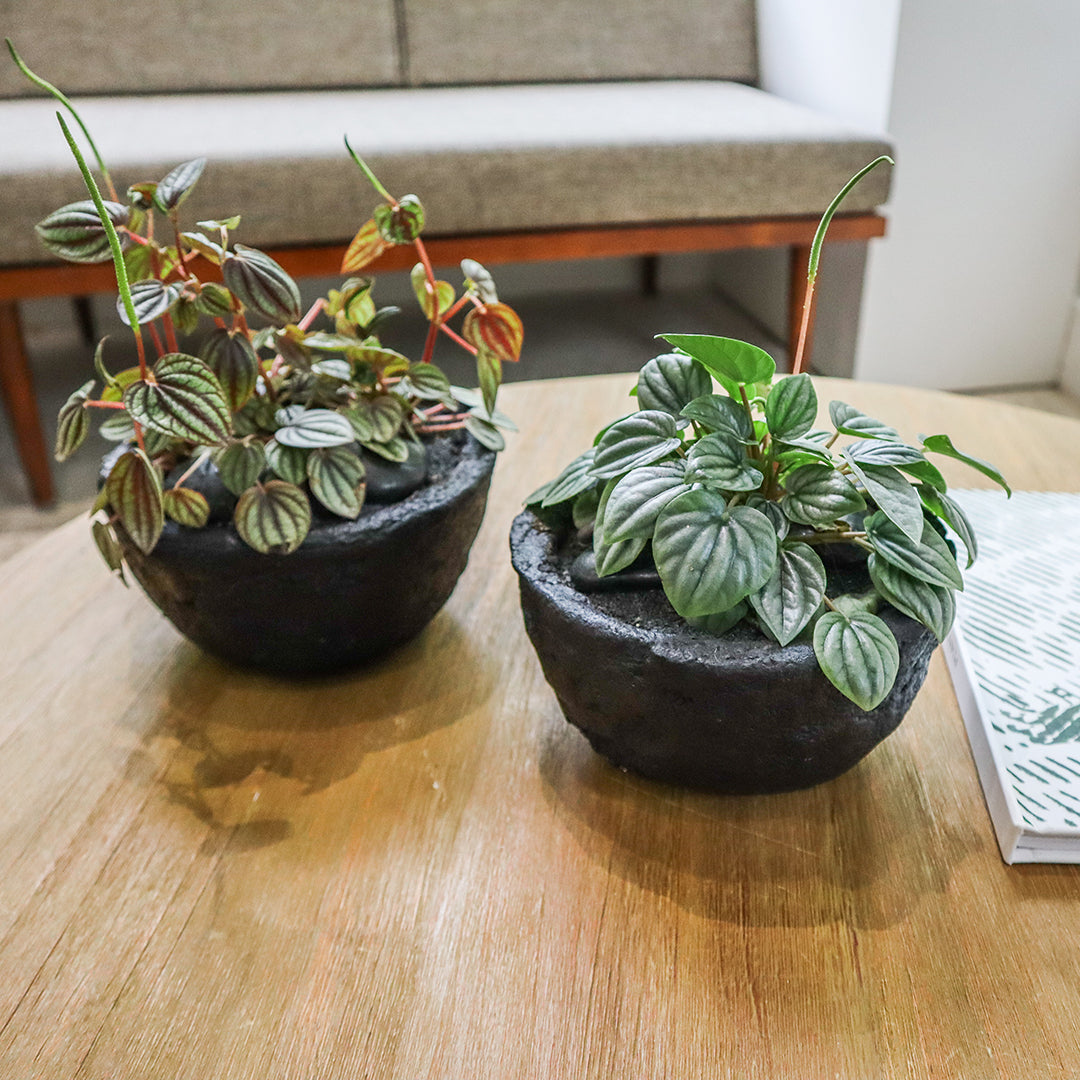 Julieta Teppa - One of a Kind Black No.2 Peperomia Little Toscani