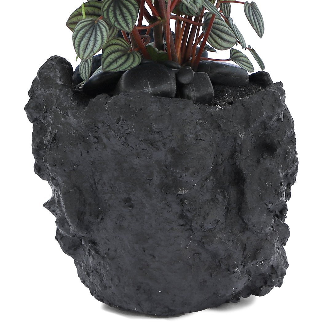Julieta Teppa - One of a Kind Black No.4 Peperomia Little Toscani