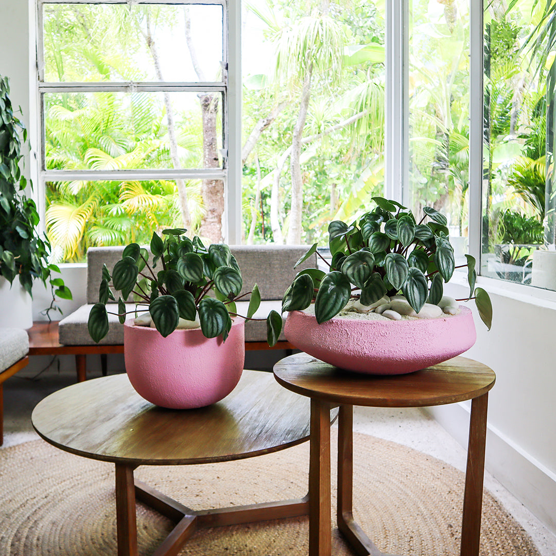 Julieta Teppa - One of a Kind Pink No.2 Peperomia Watermelon