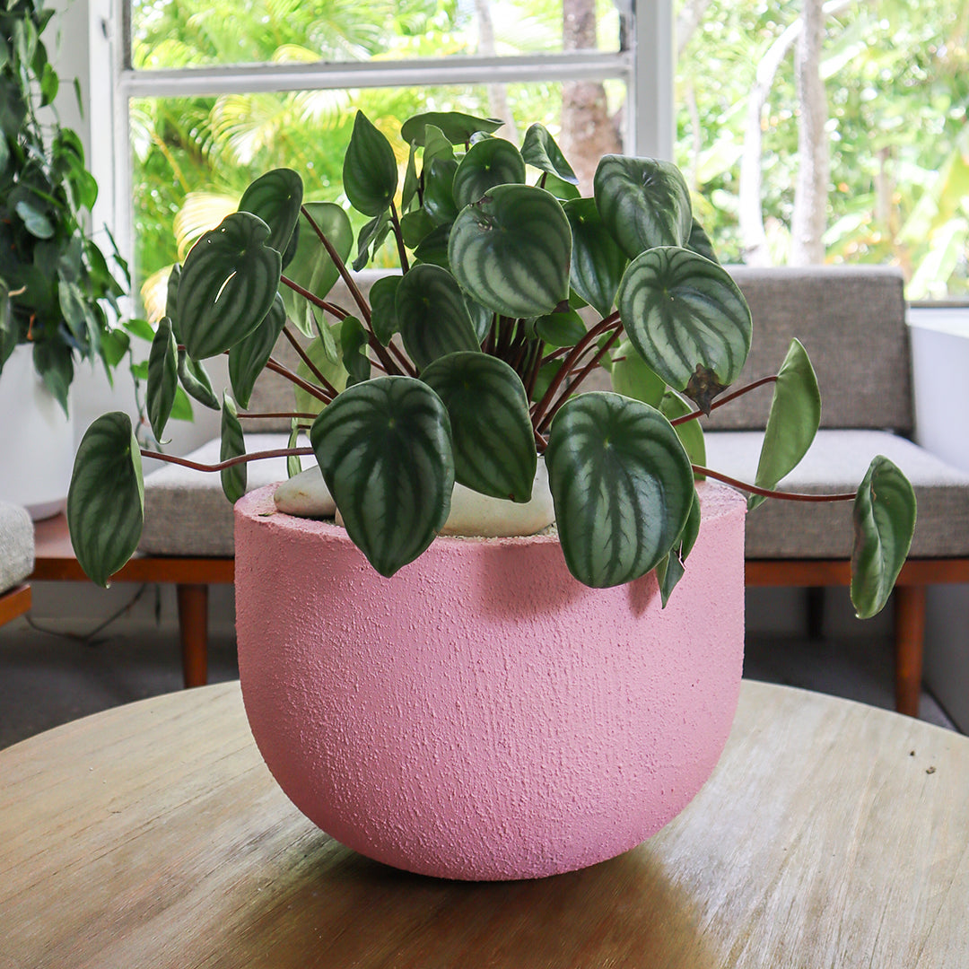 Julieta Teppa - One of a Kind Pink No.1 Peperomia Watermelon