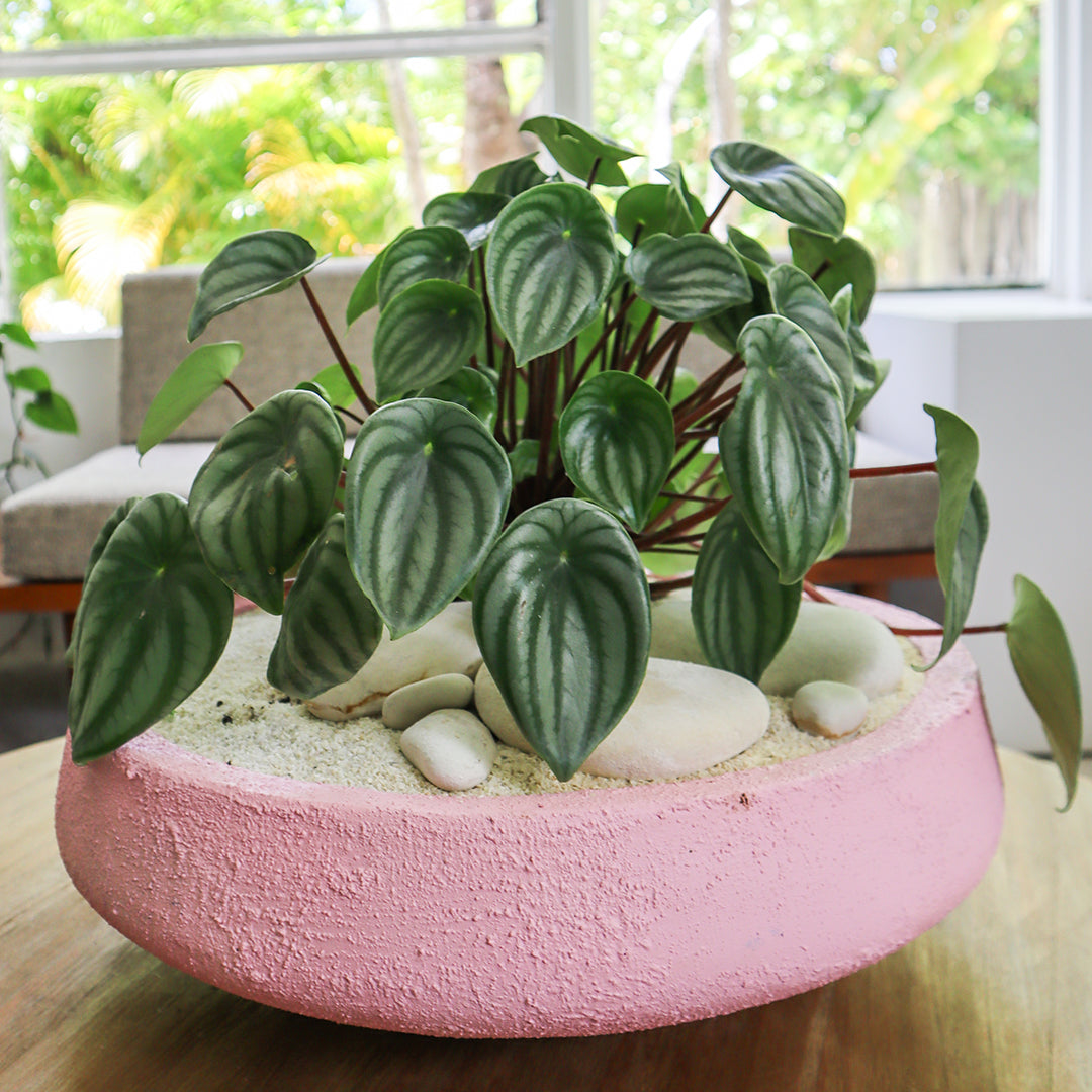 Julieta Teppa - One of a Kind Pink No.2 Peperomia Watermelon