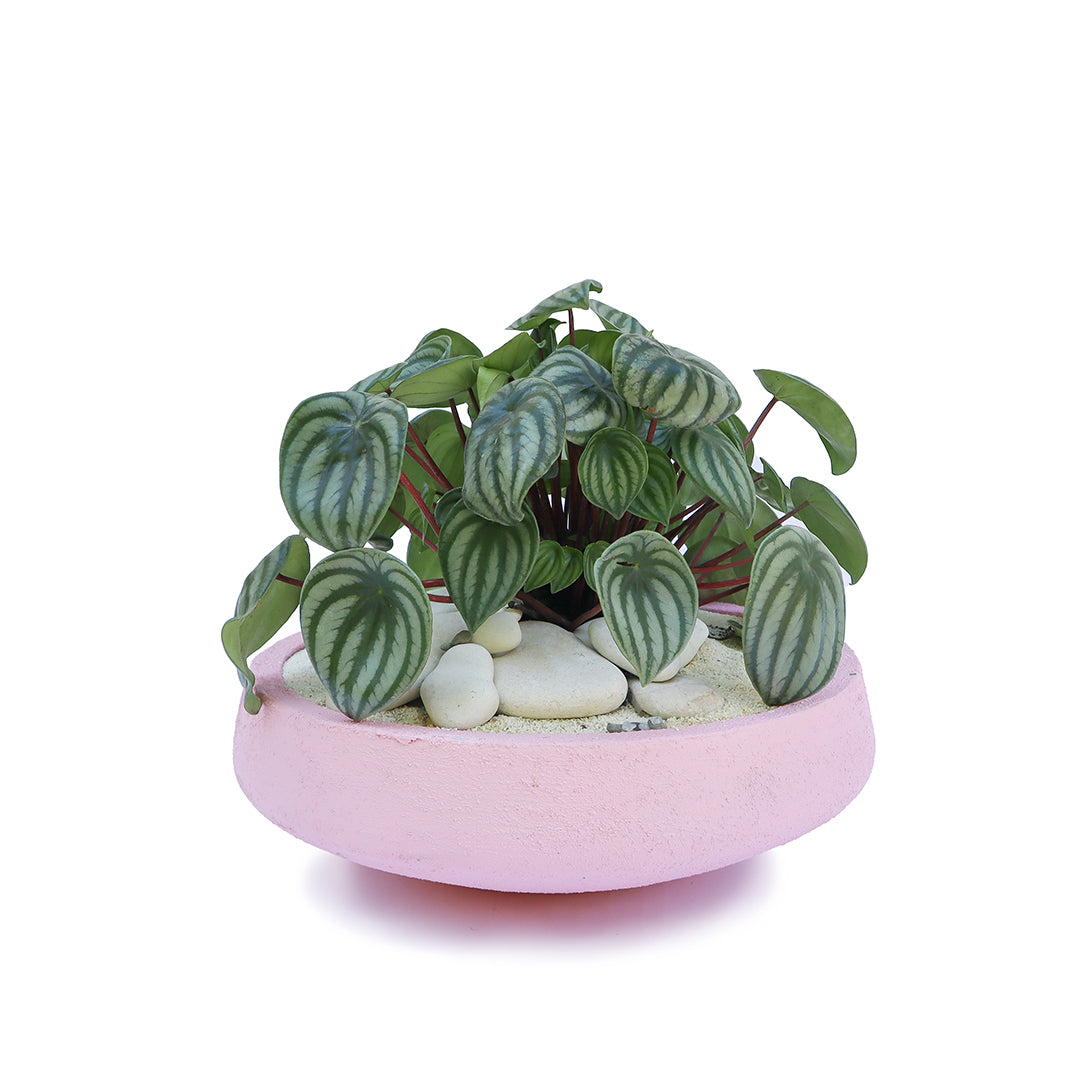 Julieta Teppa - One of a Kind Pink No.2 Peperomia Watermelon