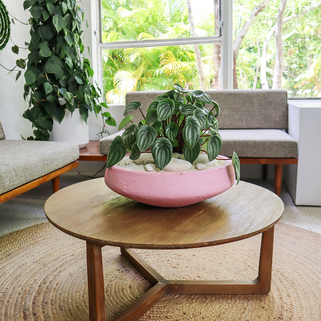 Julieta Teppa - One of a Kind Pink No.2 Peperomia Watermelon