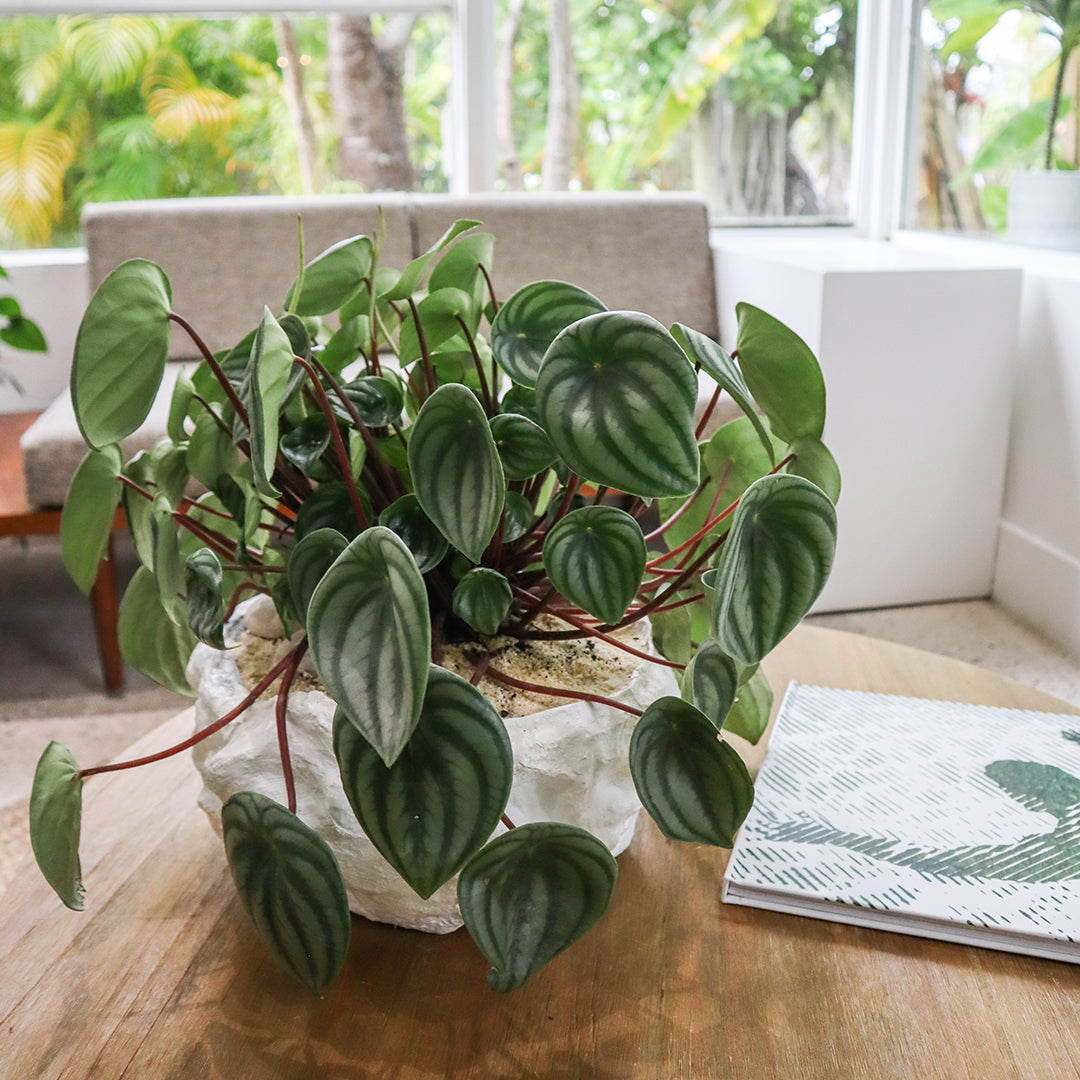 Julieta Teppa - One of a Kind White No.3 Peperomia Watermelon 15"