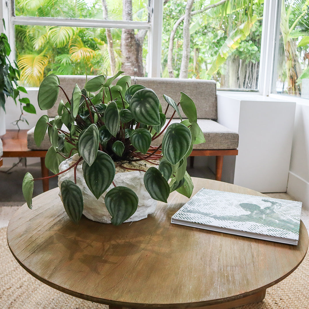 Julieta Teppa - One of a Kind White No.3 Peperomia Watermelon 15"