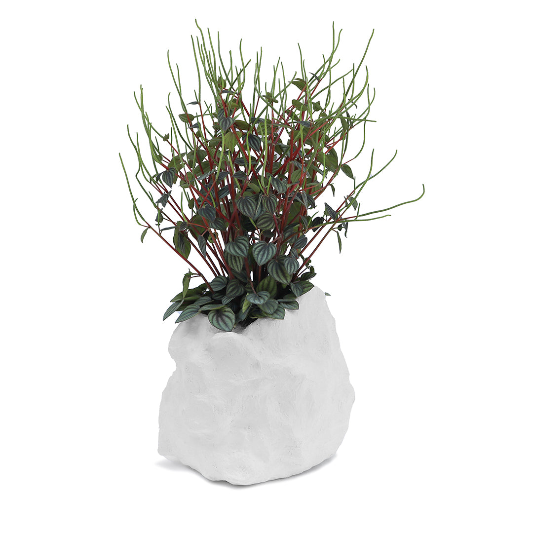 Julieta Teppa - One of a Kind White No.6 Peperomia Little Toscani