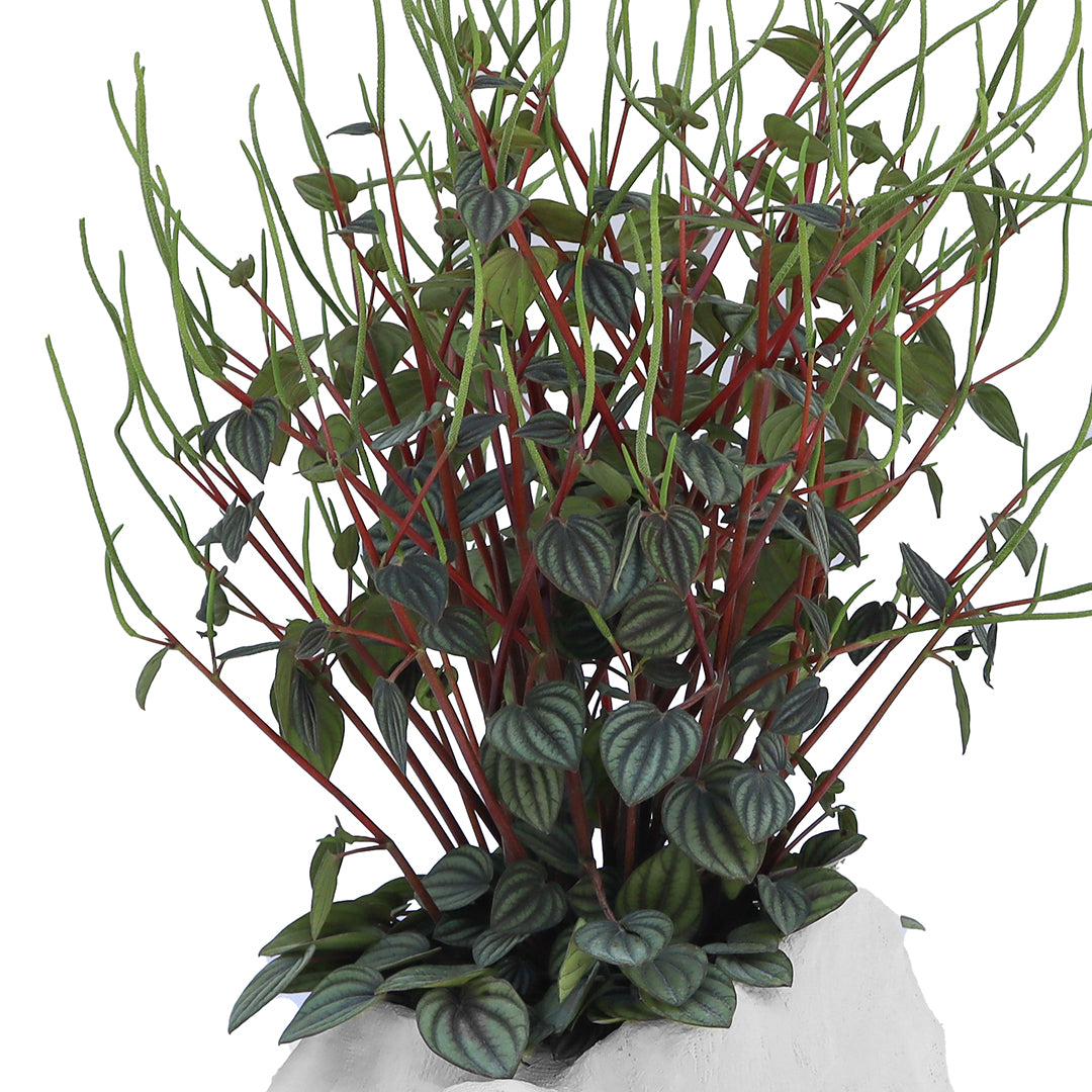 Julieta Teppa - One of a Kind White No.6 Peperomia Little Toscani