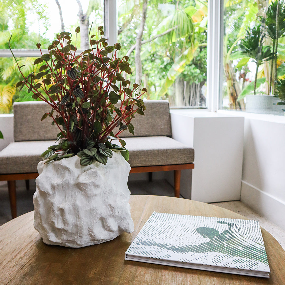 Julieta Teppa - One of a Kind White No.6 Peperomia Little Toscani