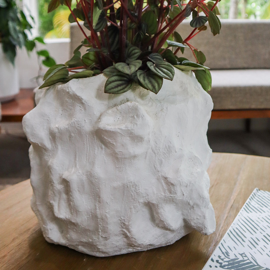 Julieta Teppa - One of a Kind White No.6 Peperomia Little Toscani