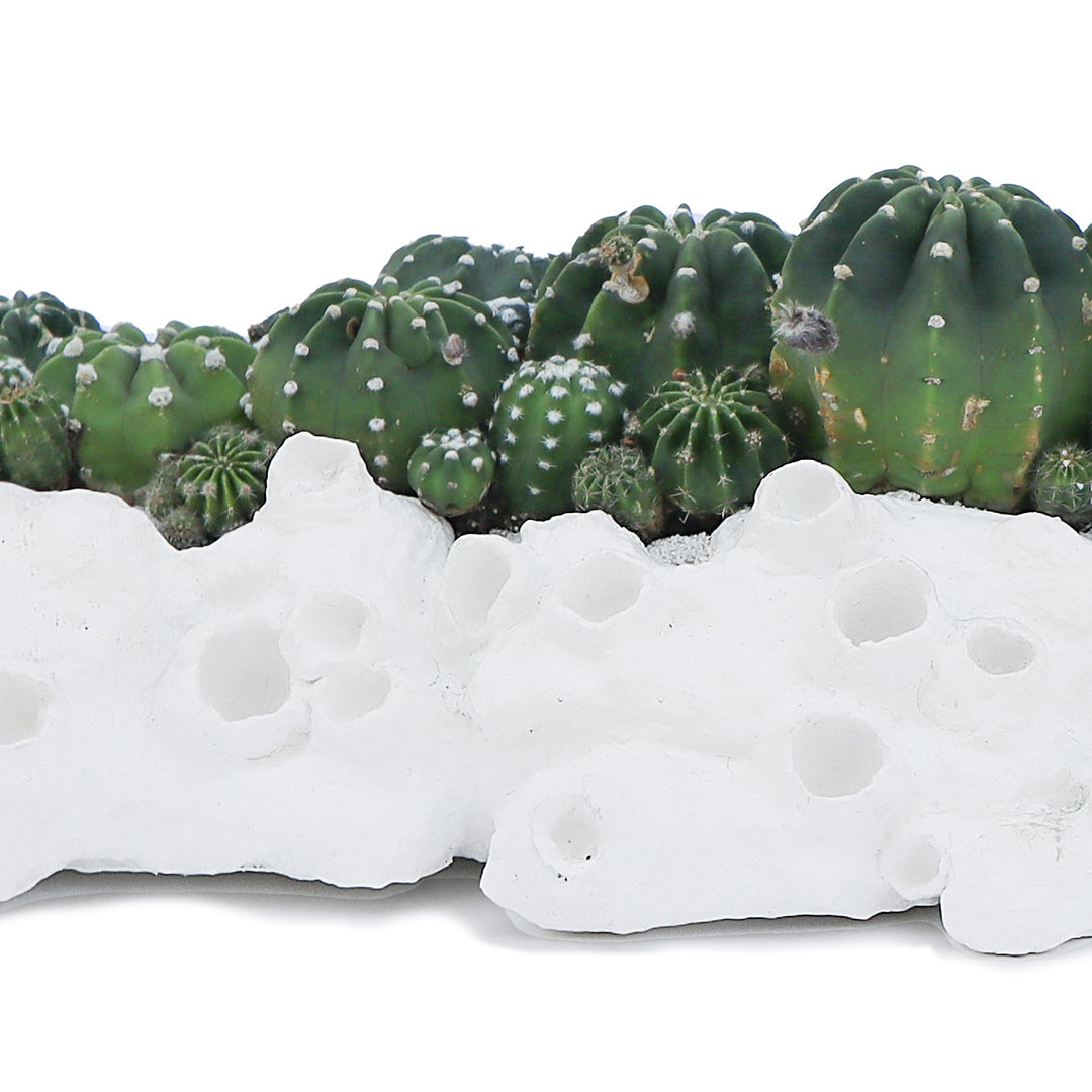 Julieta Teppa - One of a Kind White No.7 Trough Cacti Plant The Future