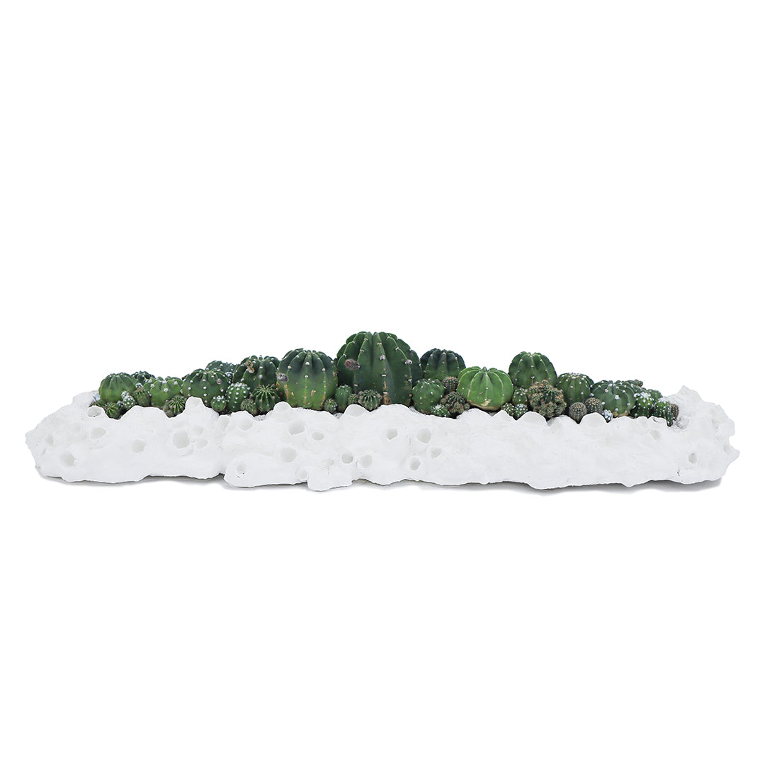 Julieta Teppa - One of a Kind White No.7 Trough Cacti