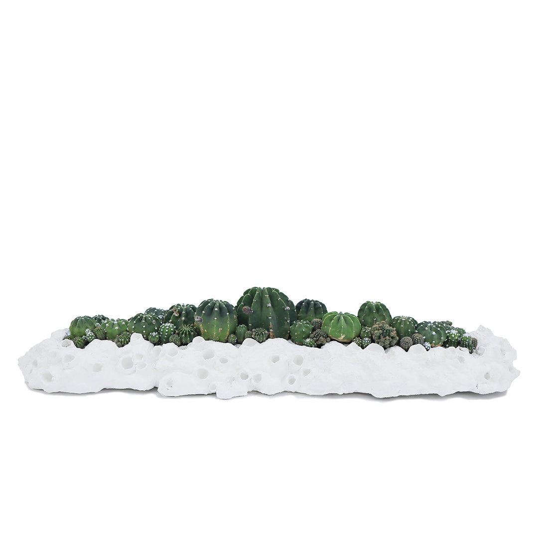 Julieta Teppa - One of a Kind White No.7 Trough Cacti