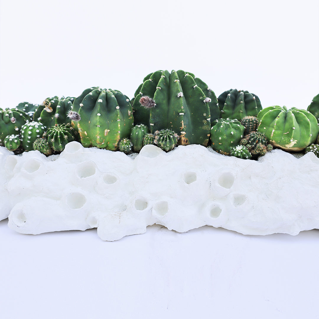 Julieta Teppa - One of a Kind White No.7 Trough Cacti