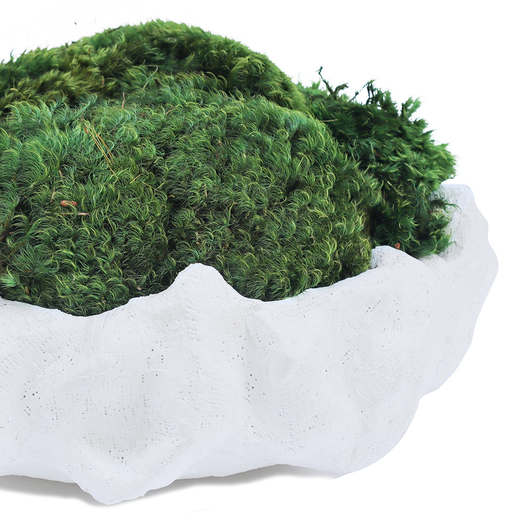 Handmade papier-mâché /cement - Julieta Teppa Collection - Large D13"-14"- Moss Garden Plant The Future