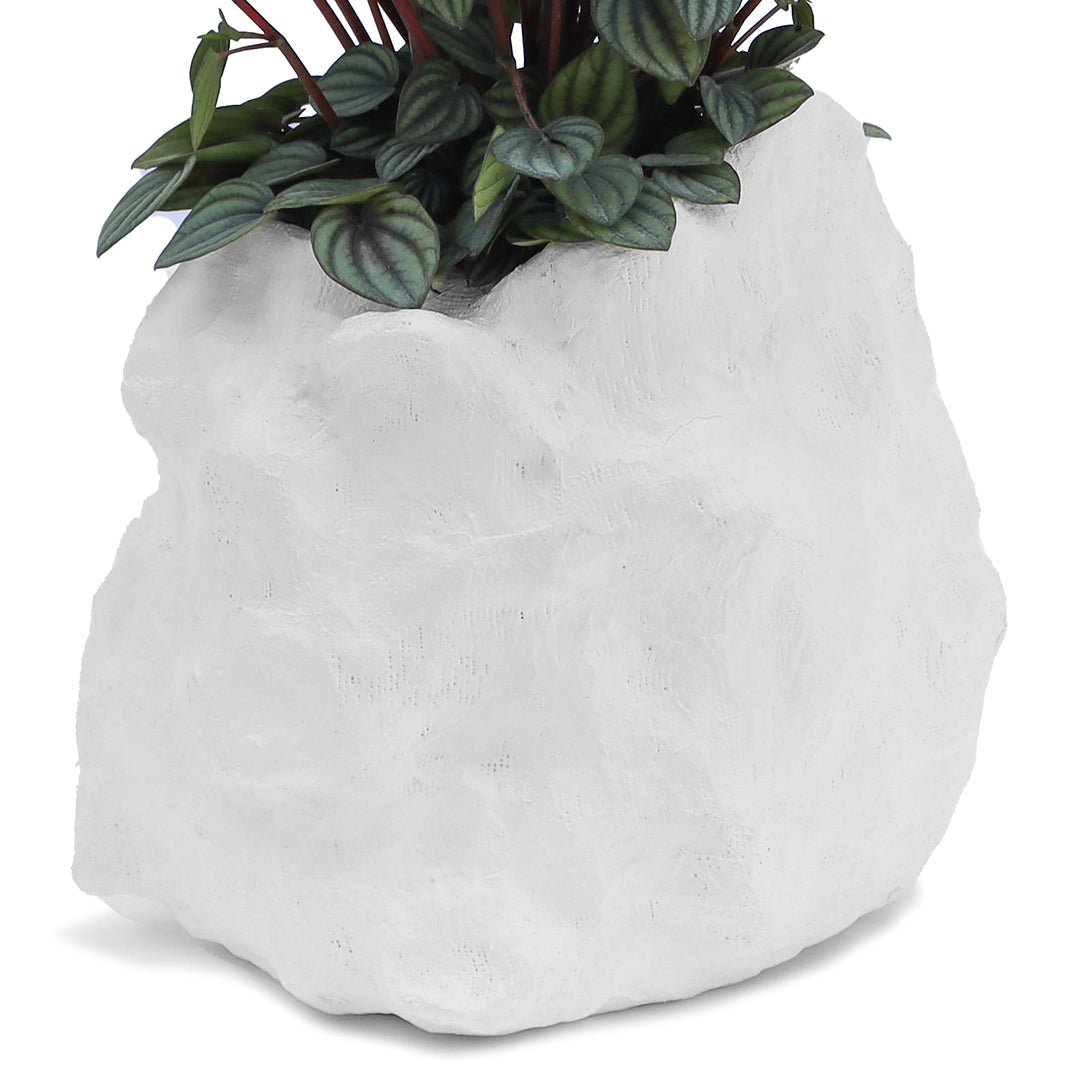 Julieta Teppa - One of a Kind White No.6 Peperomia Little Toscani