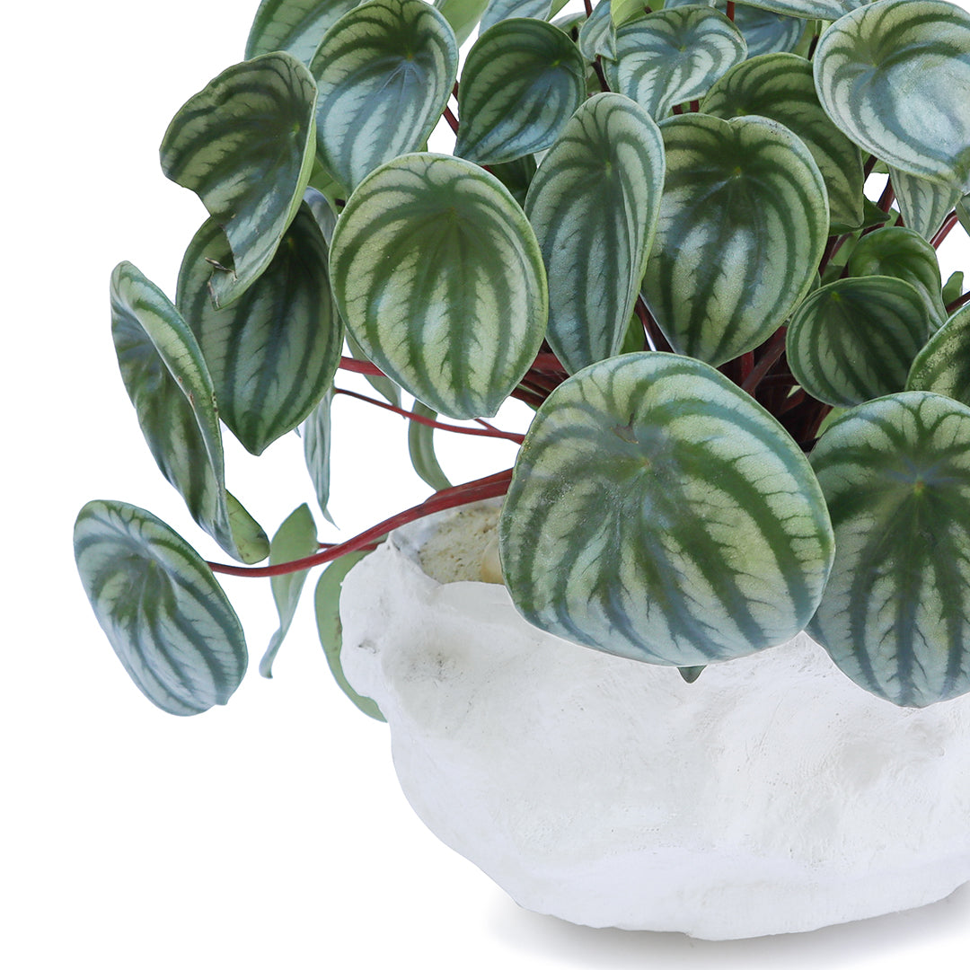 Julieta Teppa - One of a Kind White No.3 Peperomia Watermelon 15"