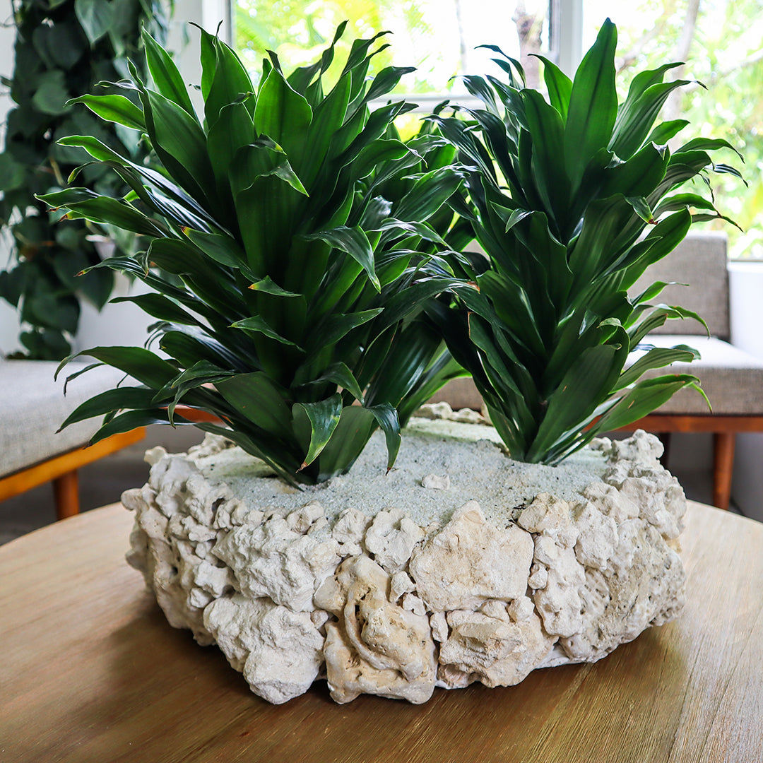 Keystone Large 18" - Janet Craig Bush