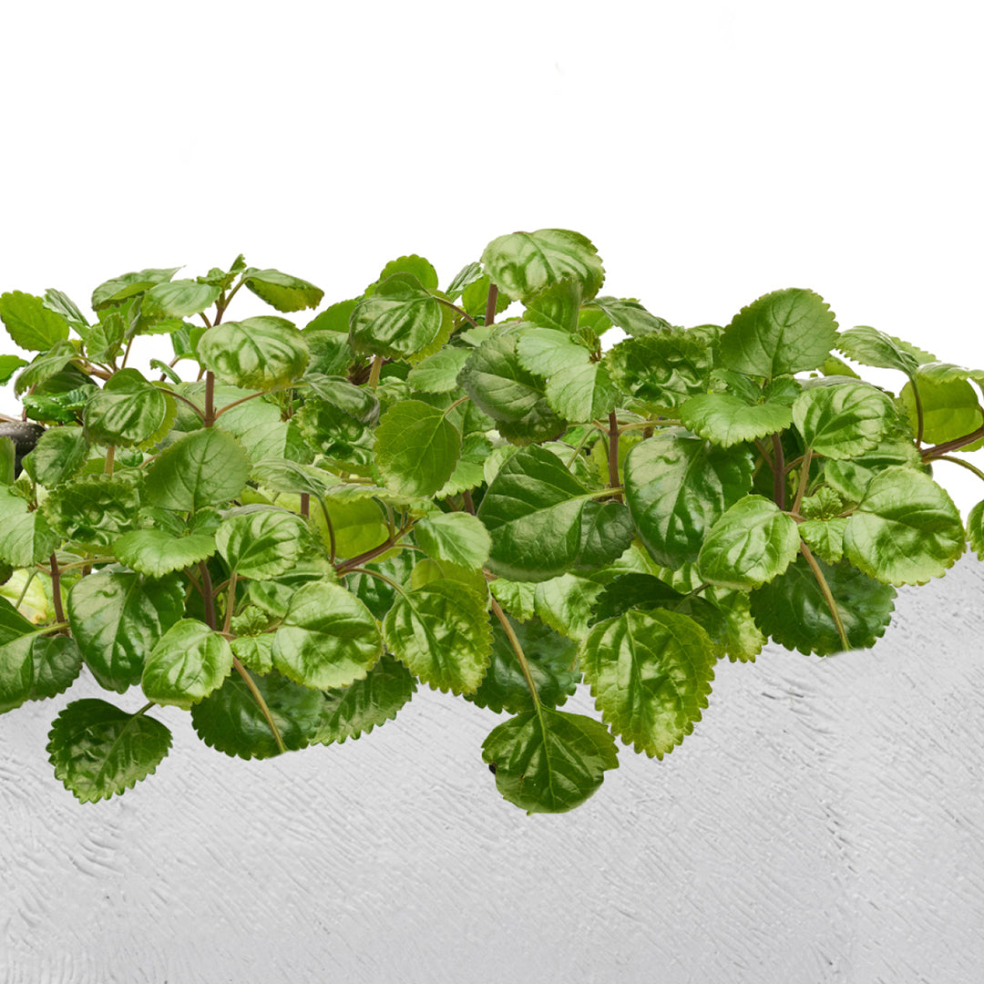 Life Size Animal - Deer Plant The Future