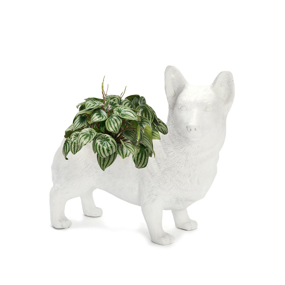 Life Size Animal - Corgi